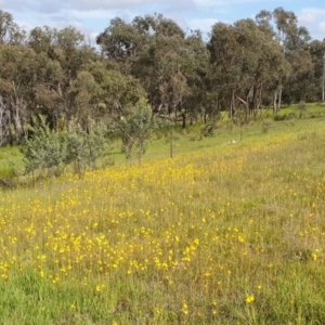 Bulbine bulbosa at Cook, ACT - 12 Oct 2020