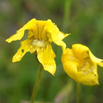 Goodenia pinnatifida (Scrambled Eggs) at Red Hill to Yarralumla Creek - 27 Oct 2020 by JackyF