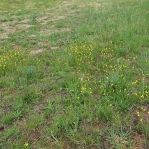 Goodenia pinnatifida at Deakin, ACT - 27 Oct 2020