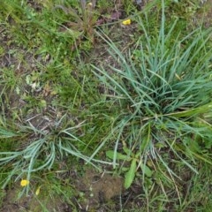 Lomandra sp. (A Matrush) at Deakin, ACT - 27 Oct 2020 by JackyF