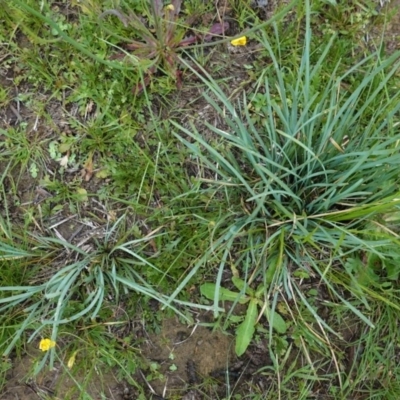 Lomandra sp. (A Matrush) at Hughes Grassy Woodland - 27 Oct 2020 by JackyF