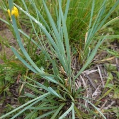 Lomandra sp. at Deakin, ACT - 27 Oct 2020 04:37 PM