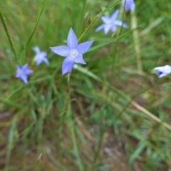 Wahlenbergia sp. (Bluebell) at Hughes Grassy Woodland - 27 Oct 2020 by JackyF