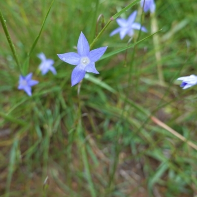 Wahlenbergia sp. (Bluebell) at Red Hill to Yarralumla Creek - 27 Oct 2020 by JackyF