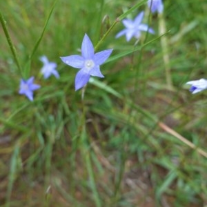 Wahlenbergia sp. at Deakin, ACT - 27 Oct 2020