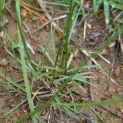 Wahlenbergia sp. at Deakin, ACT - 27 Oct 2020