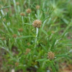 Euchiton involucratus (Star Cudweed) at Hughes Grassy Woodland - 27 Oct 2020 by JackyF