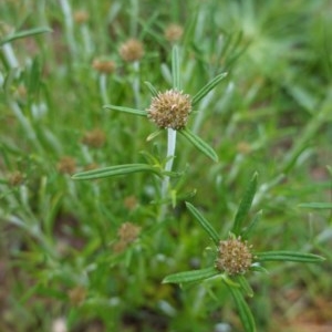 Euchiton involucratus at Deakin, ACT - 27 Oct 2020