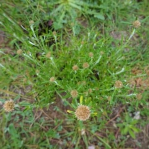 Euchiton involucratus at Deakin, ACT - 27 Oct 2020