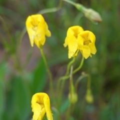 Goodenia pinnatifida (Scrambled Eggs) at Deakin, ACT - 27 Oct 2020 by JackyF