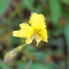 Goodenia pinnatifida at Deakin, ACT - 27 Oct 2020