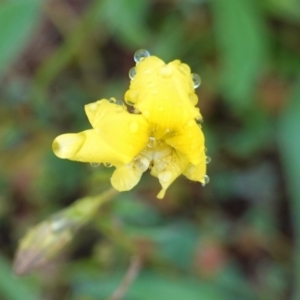 Goodenia pinnatifida at Deakin, ACT - 27 Oct 2020