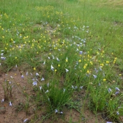 Goodenia pinnatifida at Deakin, ACT - 27 Oct 2020