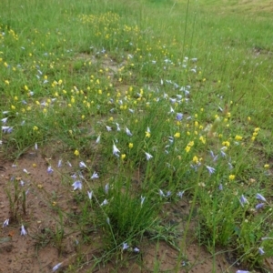 Goodenia pinnatifida at Deakin, ACT - 27 Oct 2020