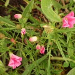 Convolvulus angustissimus subsp. angustissimus (Australian Bindweed) at Deakin, ACT - 27 Oct 2020 by JackyF