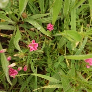 Convolvulus angustissimus subsp. angustissimus at Deakin, ACT - 27 Oct 2020