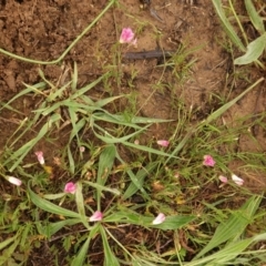 Convolvulus angustissimus subsp. angustissimus at Deakin, ACT - 27 Oct 2020 04:49 PM