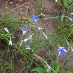 Wahlenbergia luteola (Yellowish Bluebell) at Hughes Grassy Woodland - 27 Oct 2020 by JackyF