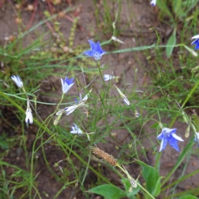 Wahlenbergia luteola (Yellowish Bluebell) at Red Hill to Yarralumla Creek - 27 Oct 2020 by JackyF