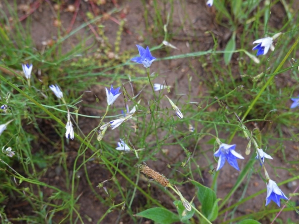 Wahlenbergia luteola at Deakin, ACT - 27 Oct 2020
