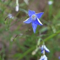 Wahlenbergia luteola at Deakin, ACT - 27 Oct 2020