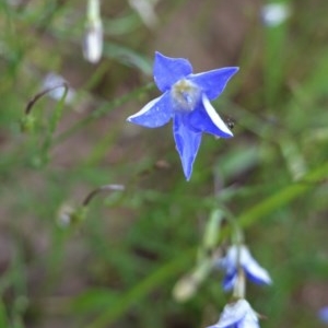 Wahlenbergia luteola at Deakin, ACT - 27 Oct 2020