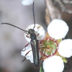 Titurius salebrosus (Longhorn or longicorn beetle) at Aranda Bushland - 21 Oct 2020 by Harrisi