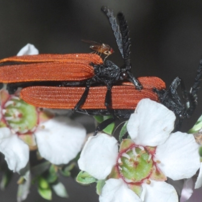 Porrostoma sp. (genus) (Lycid, Net-winged beetle) at Aranda Bushland - 23 Oct 2020 by Harrisi