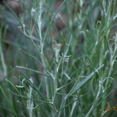 Senecio quadridentatus (Cotton Fireweed) at Weston, ACT - 27 Oct 2020 by AliceH