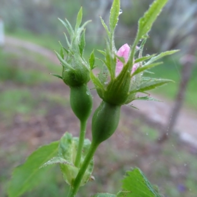 Rosa canina (Dog Rose) at Isaacs Ridge and Nearby - 27 Oct 2020 by Mike