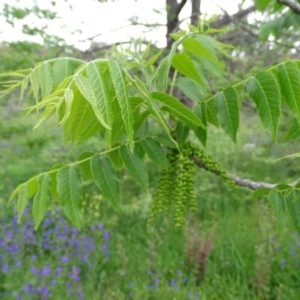 Juglans nigra at Jerrabomberra, ACT - 27 Oct 2020