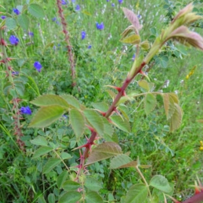 Rosa rubiginosa (Sweet Briar, Eglantine) at Isaacs Ridge and Nearby - 27 Oct 2020 by Mike