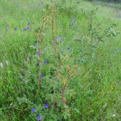 Rosa rubiginosa at Jerrabomberra, ACT - 27 Oct 2020