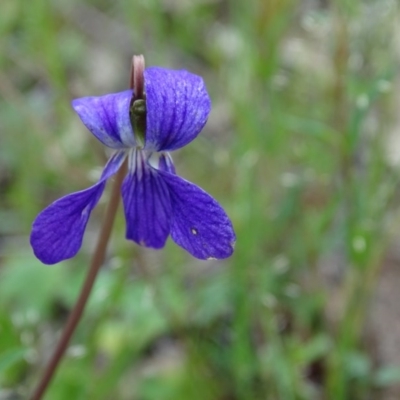 Viola betonicifolia (Mountain Violet) at Jerrabomberra, ACT - 27 Oct 2020 by Mike