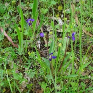 Viola betonicifolia at Isaacs Ridge - 27 Oct 2020