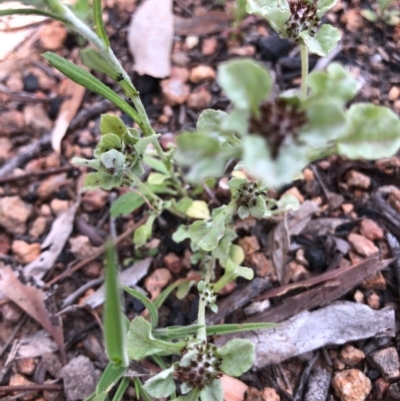 Stuartina muelleri (Spoon Cudweed) at Wallaroo, NSW - 22 Oct 2020 by Ange