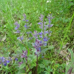 Ajuga australis at Isaacs Ridge - 27 Oct 2020 03:57 PM