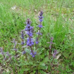 Ajuga australis at Isaacs Ridge - 27 Oct 2020 03:57 PM