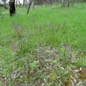 Ajuga australis at Isaacs Ridge - 27 Oct 2020 03:57 PM