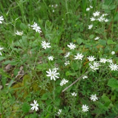 Stellaria pungens (Prickly Starwort) at Isaacs Ridge - 27 Oct 2020 by Mike