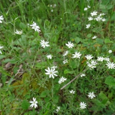 Stellaria pungens (Prickly Starwort) at Isaacs Ridge and Nearby - 27 Oct 2020 by Mike