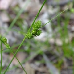 Carex inversa (Knob Sedge) at Jerrabomberra, ACT - 27 Oct 2020 by Mike