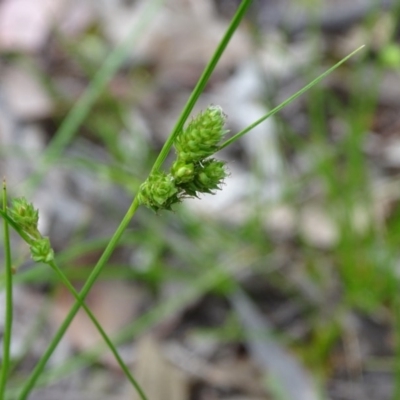 Carex inversa (Knob Sedge) at Jerrabomberra, ACT - 27 Oct 2020 by Mike