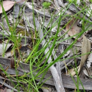 Carex inversa at Isaacs Ridge and Nearby - 27 Oct 2020