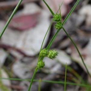 Carex inversa at Isaacs Ridge and Nearby - 27 Oct 2020