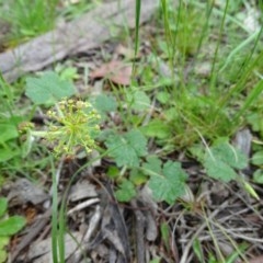 Hydrocotyle laxiflora (Stinking Pennywort) at Jerrabomberra, ACT - 27 Oct 2020 by Mike