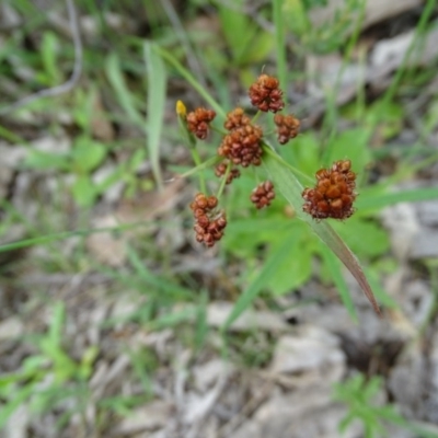 Luzula (genus) (Woodrush) at Jerrabomberra, ACT - 27 Oct 2020 by Mike