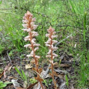 Orobanche minor at Jerrabomberra, ACT - 27 Oct 2020