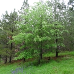 Prunus serotina (Black Cherry) at Isaacs Ridge and Nearby - 24 Oct 2020 by Mike