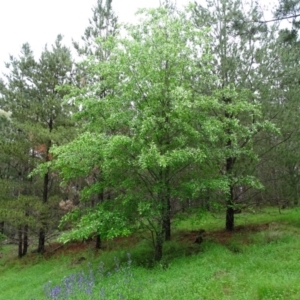 Prunus serotina at Isaacs, ACT - 24 Oct 2020